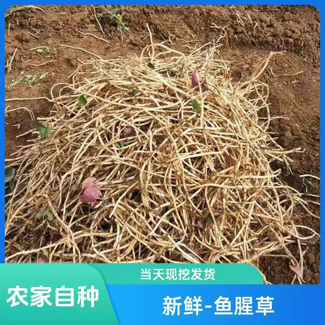 农家现挖带泥鱼腥草折耳根新鲜嫩根节节根湖北特产凉拌菜时令蔬菜