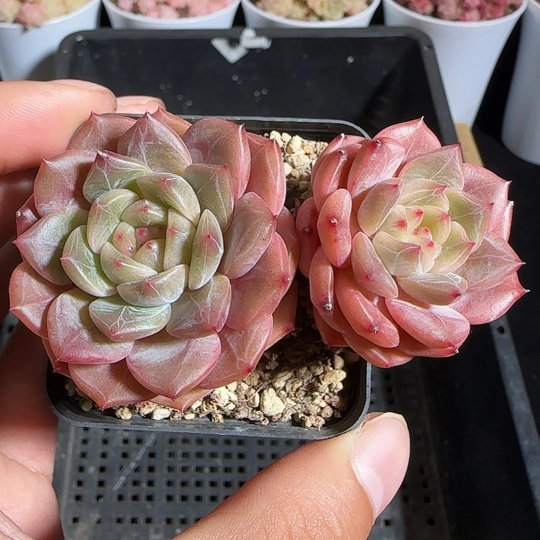 多肉1218-148晴川珍妮双头