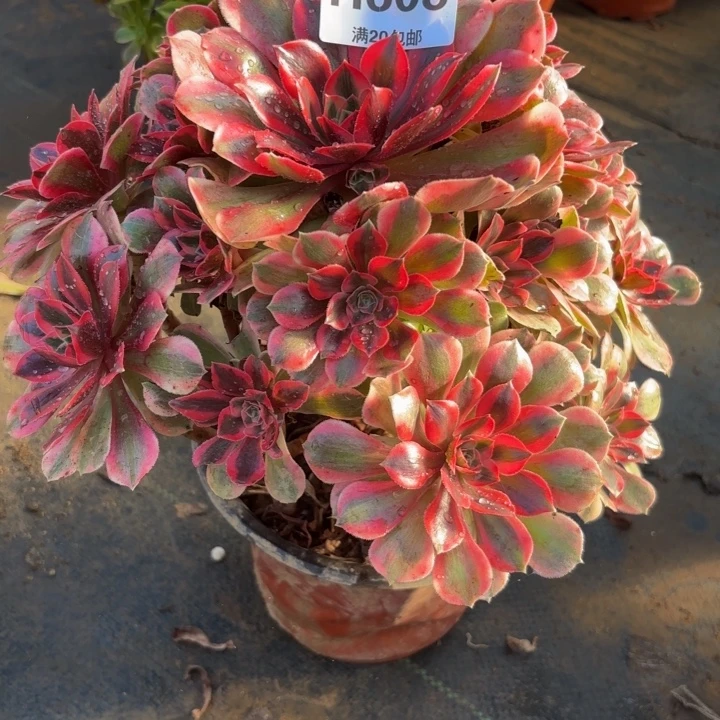 瑞妈，。。。。。608女妖，