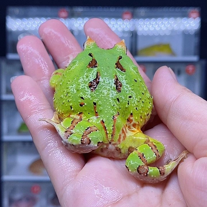 特价秒杀现货特价ca