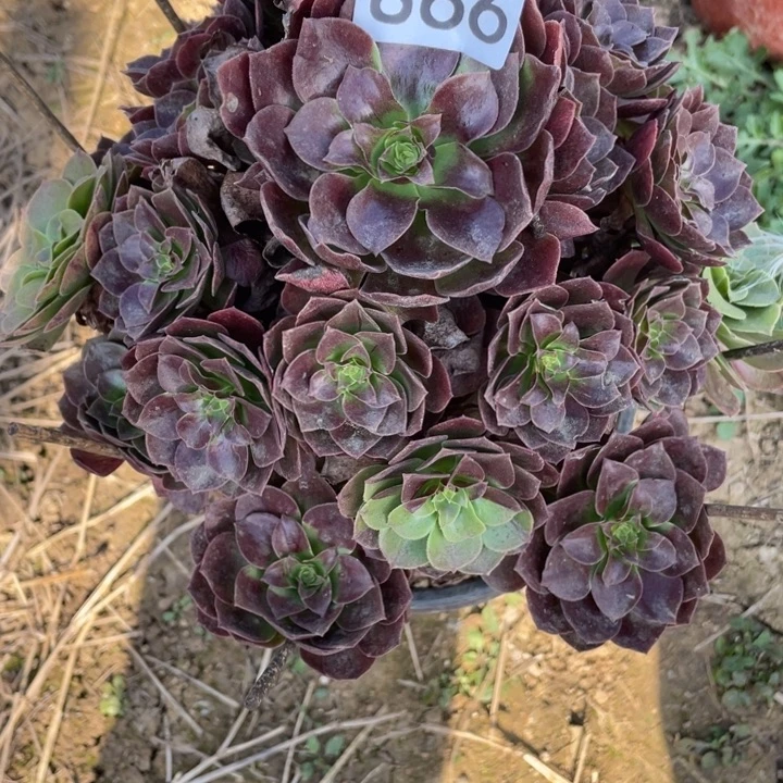 无花朵866多肉植物赤焰莲
