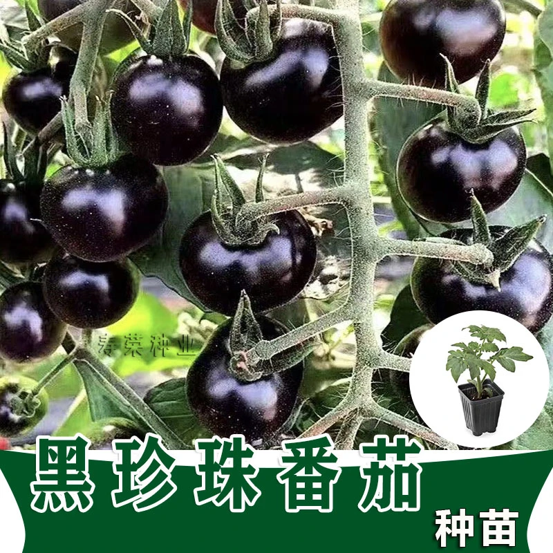 寿光黑珍珠番茄秧苗圣女果小西红柿种籽四季南方蔬菜苗可观赏