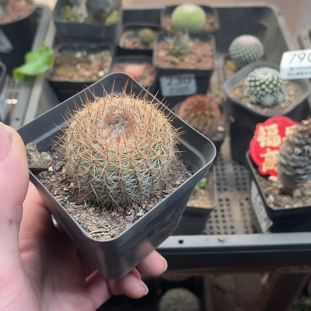 红绳丸（满18包邮）