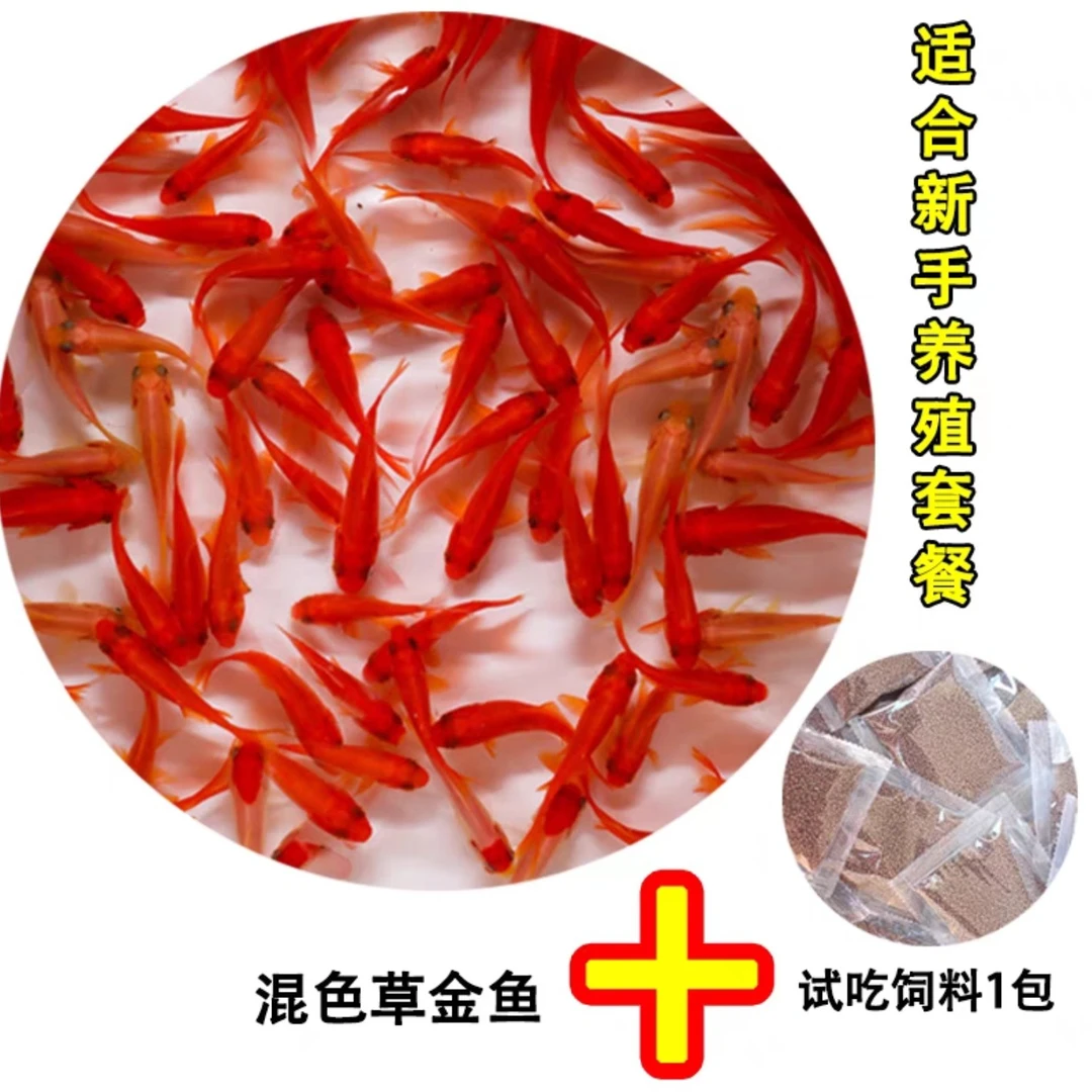 3-6cm随机草金鱼8条送2条备损(送鱼食)