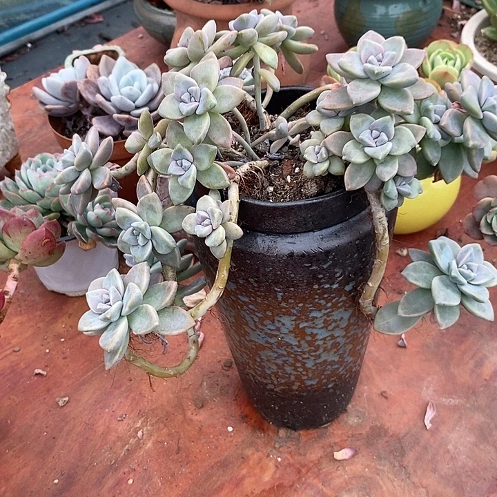 杏美人整无砍多肉