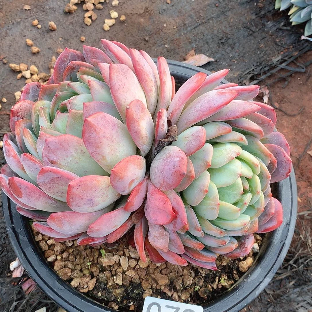 073全明星一物一拍多肉