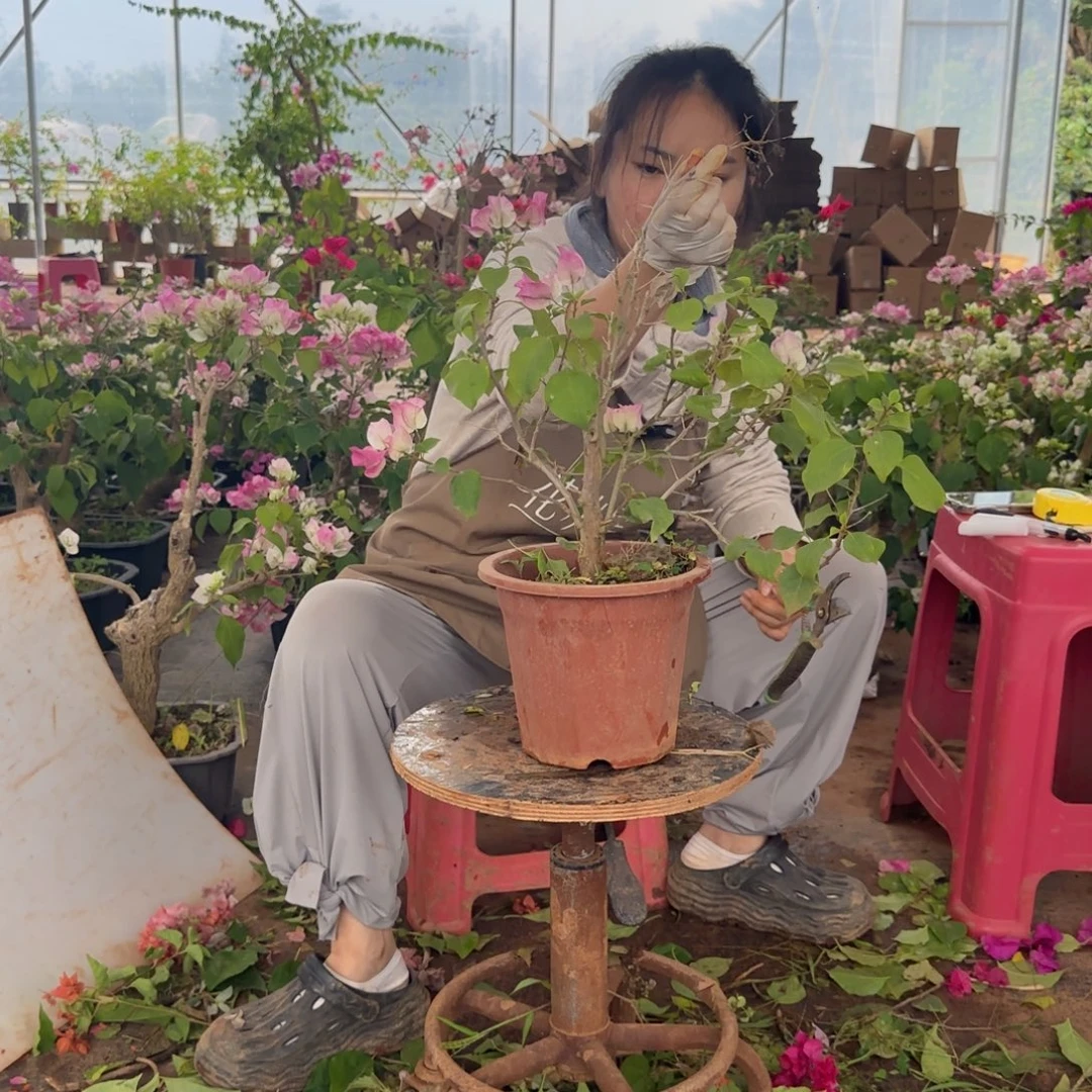 大部分花苞少量开放绿樱 67
