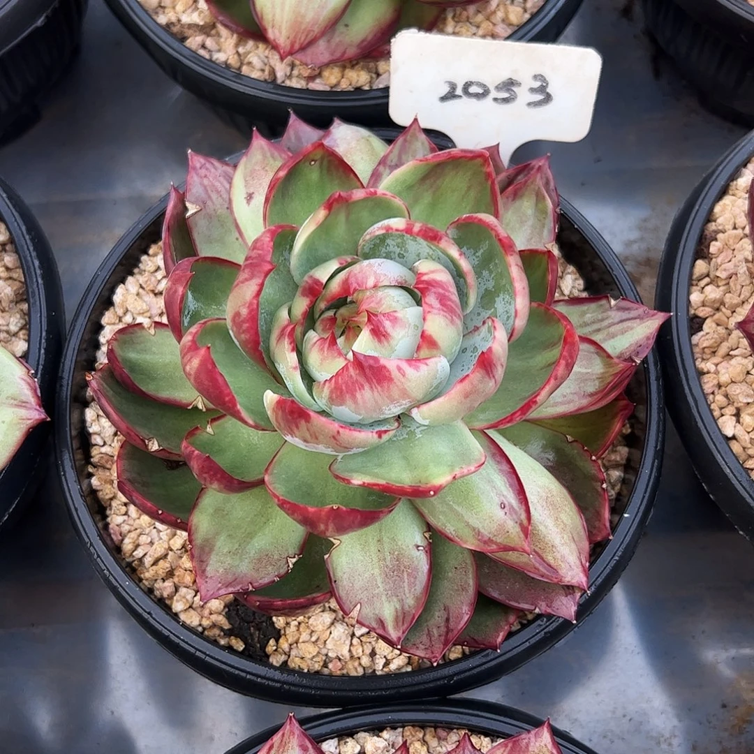 创***越惊鸿仙子2053号有瑕疵介意勿拍