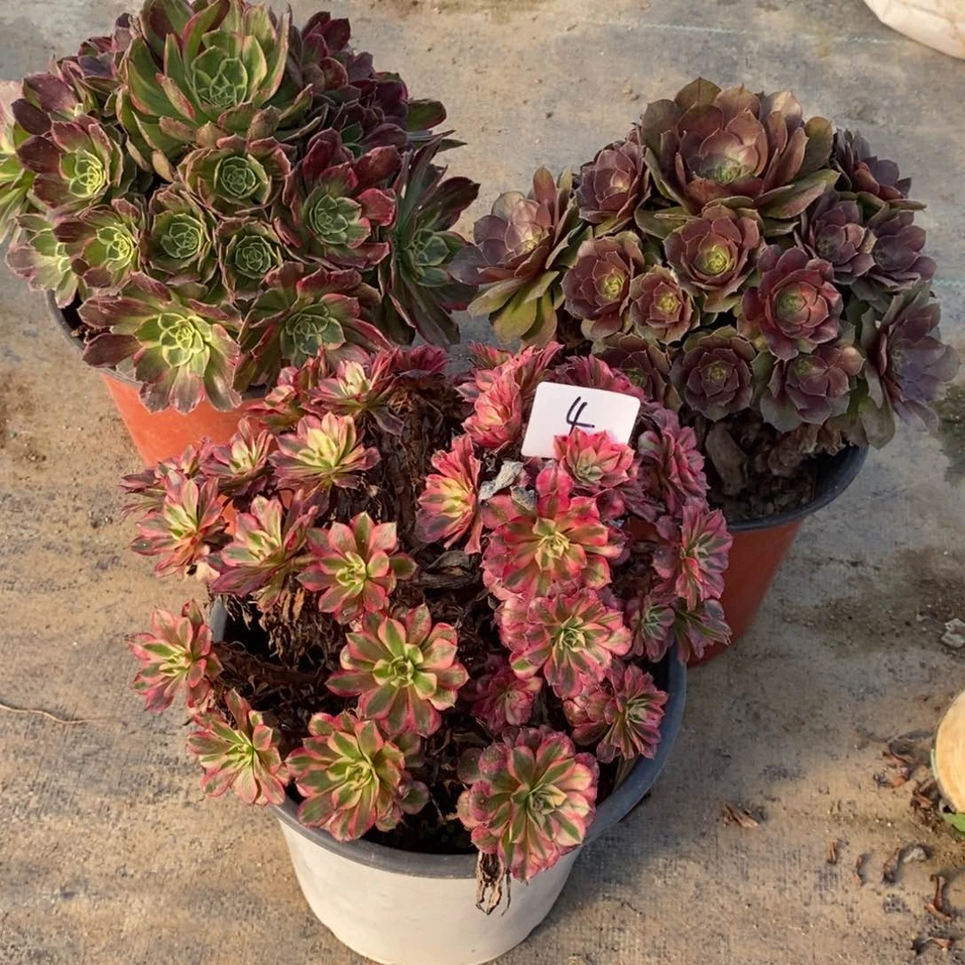 无花朵多肉植物组合拼盘4