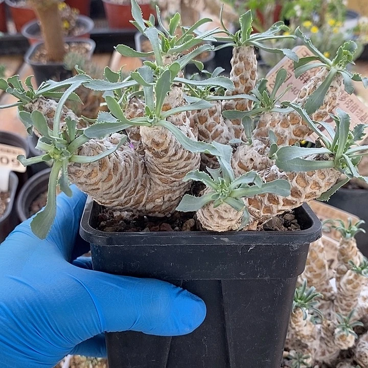 985刨花苏铁杂一一一一一一一一一