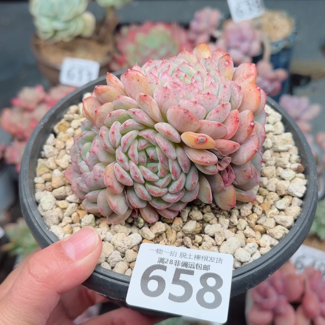 白胖子无盆土发货