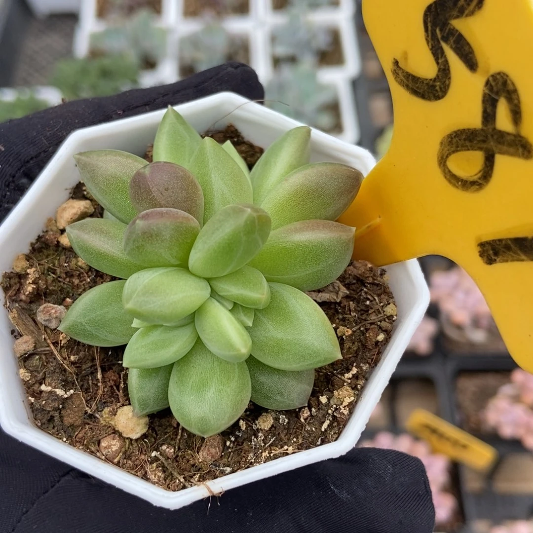 581迷雾泡泡多肉植物保护