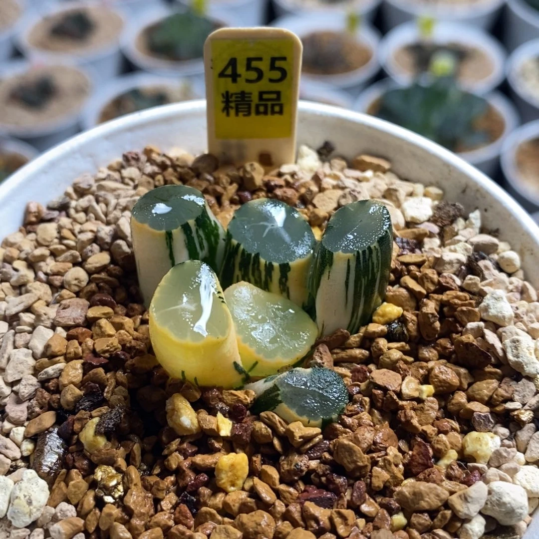 455山之翠十二卷多肉植物