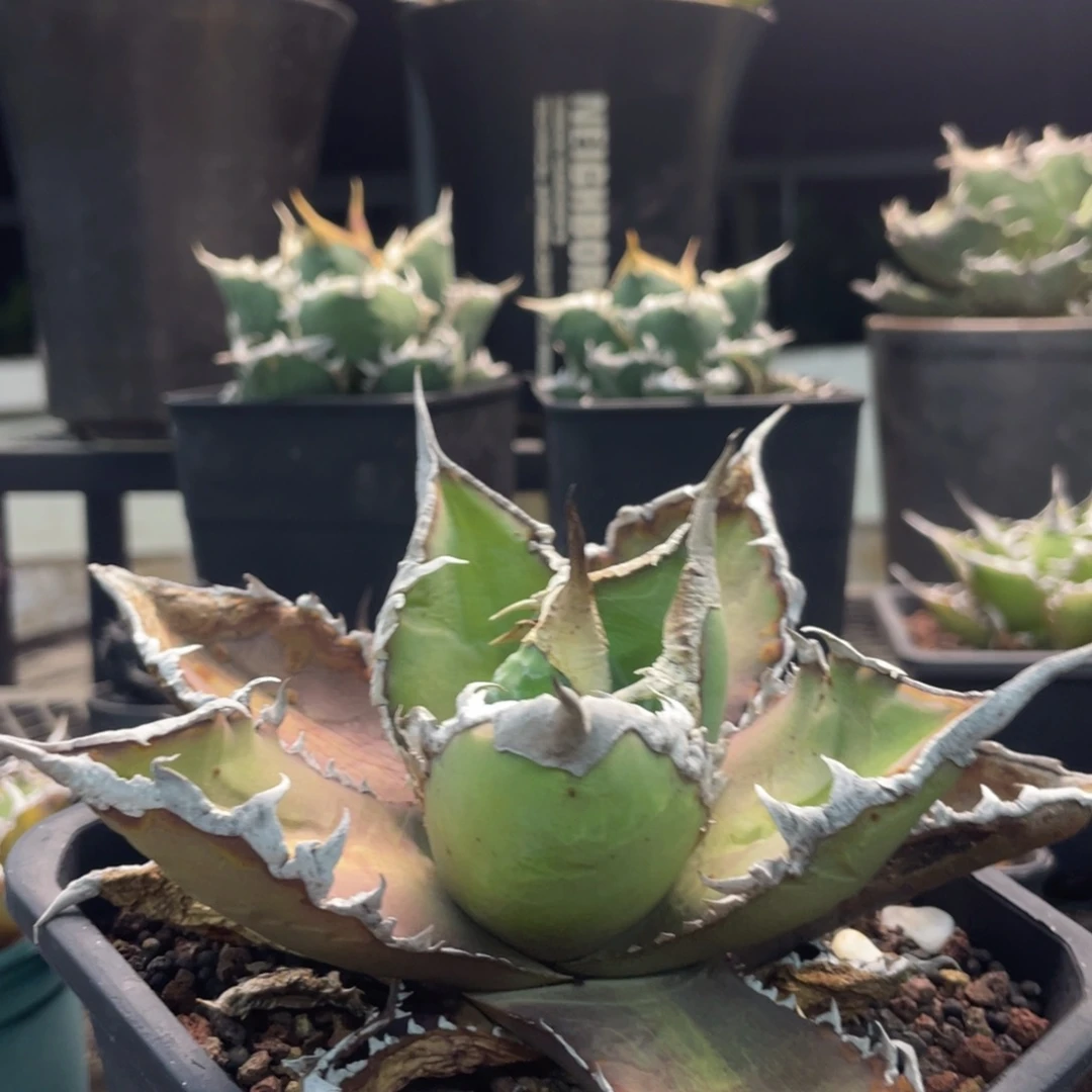 狼人88888888888888