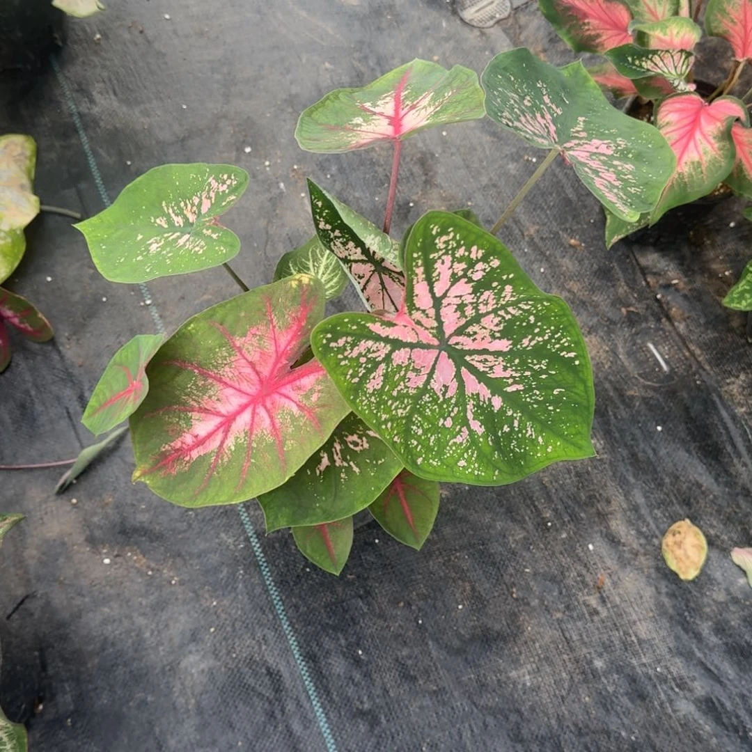 无花朵混球028彩叶
