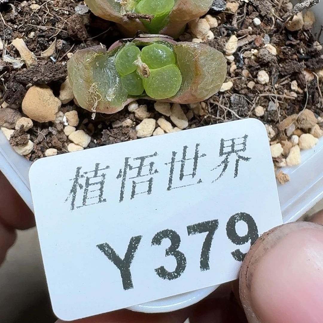 379盒多肉植物哇f g