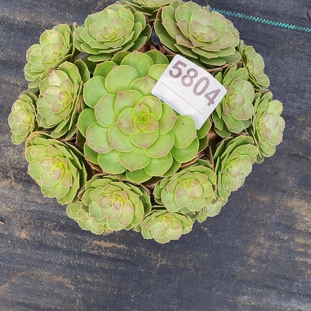 50804万圣节44444444444