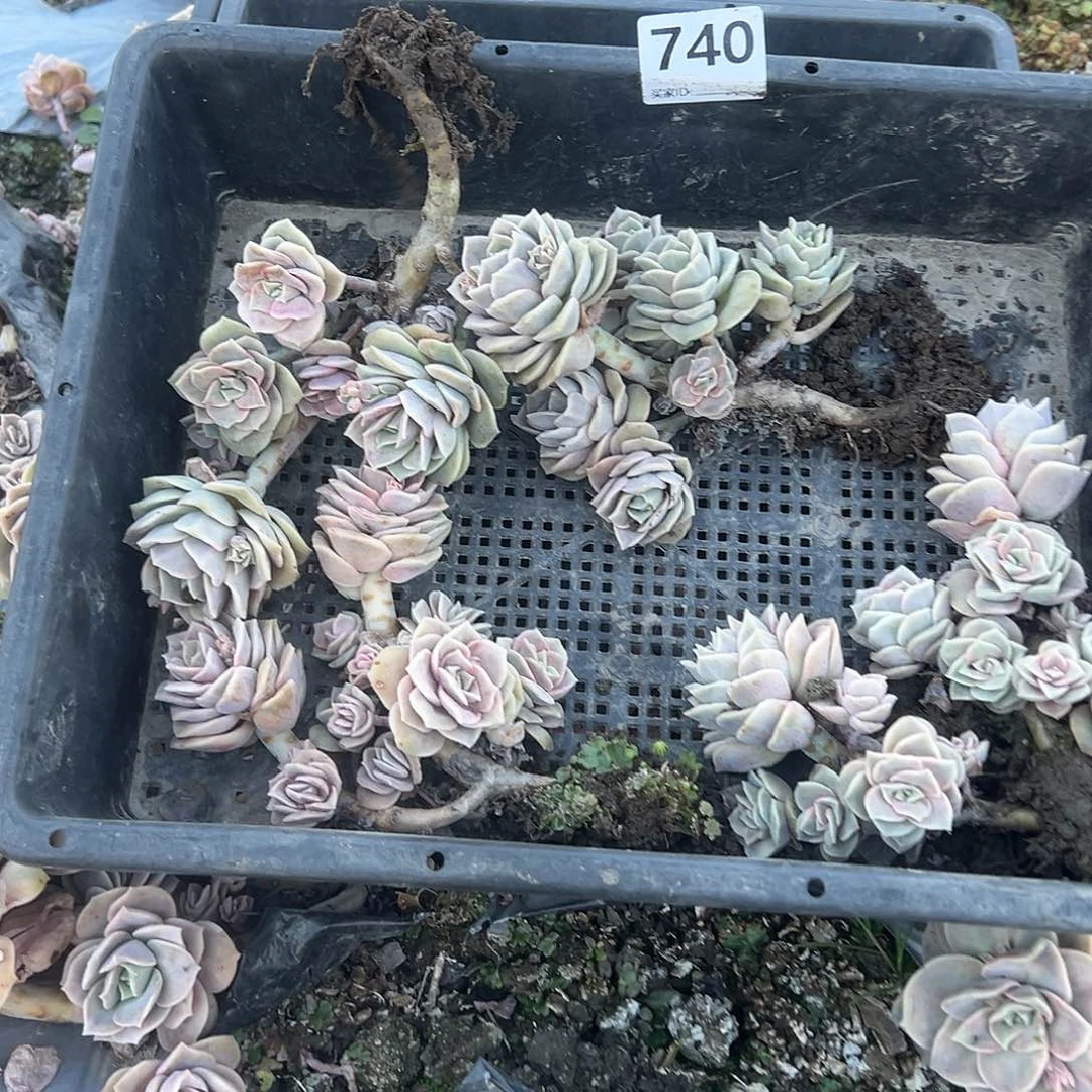 虎*740不售后4颗