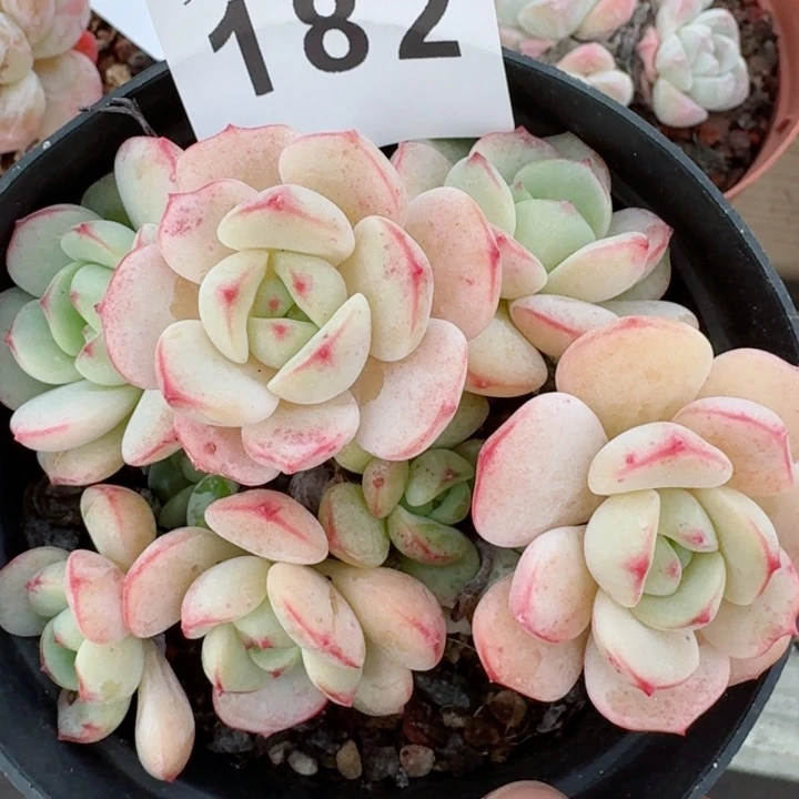 香草         精控精养多肉植物