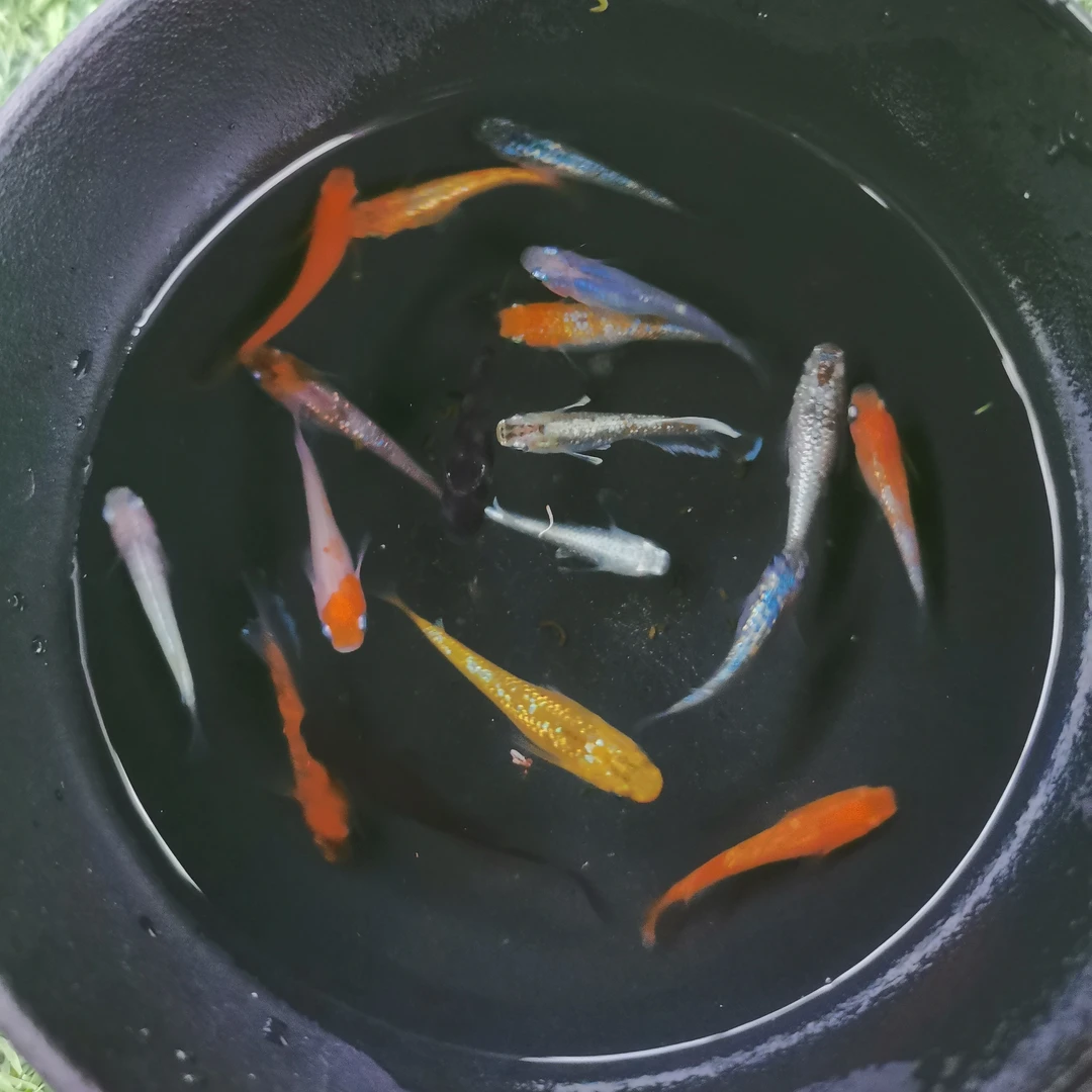 观背青鳉直播间一物拍一物