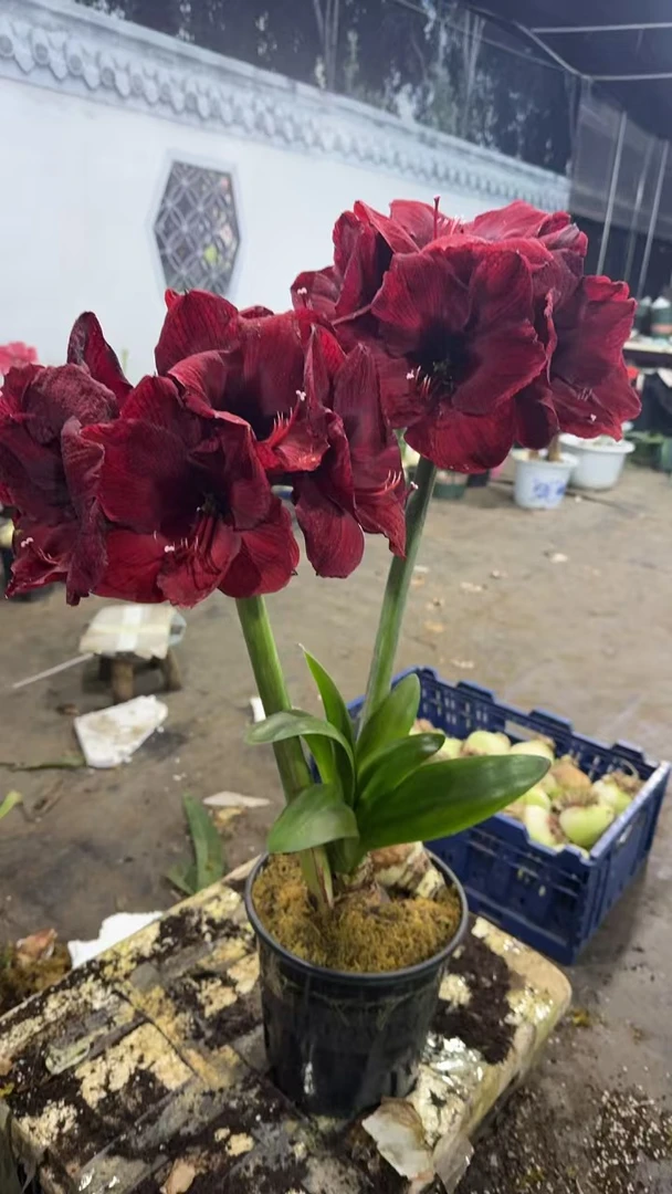 带花剑1个狂热安第斯（7厘米+】实际偏小进口朱顶红院艺盆栽
