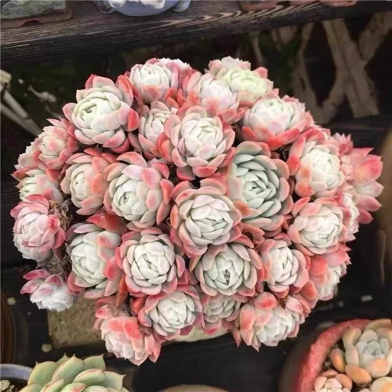 香水贝瑞（果香味奶香味）新手好养好看多肉