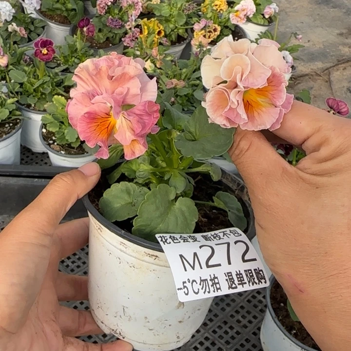 最***使无花朵M272角堇小苗一物一拍默认苗晃