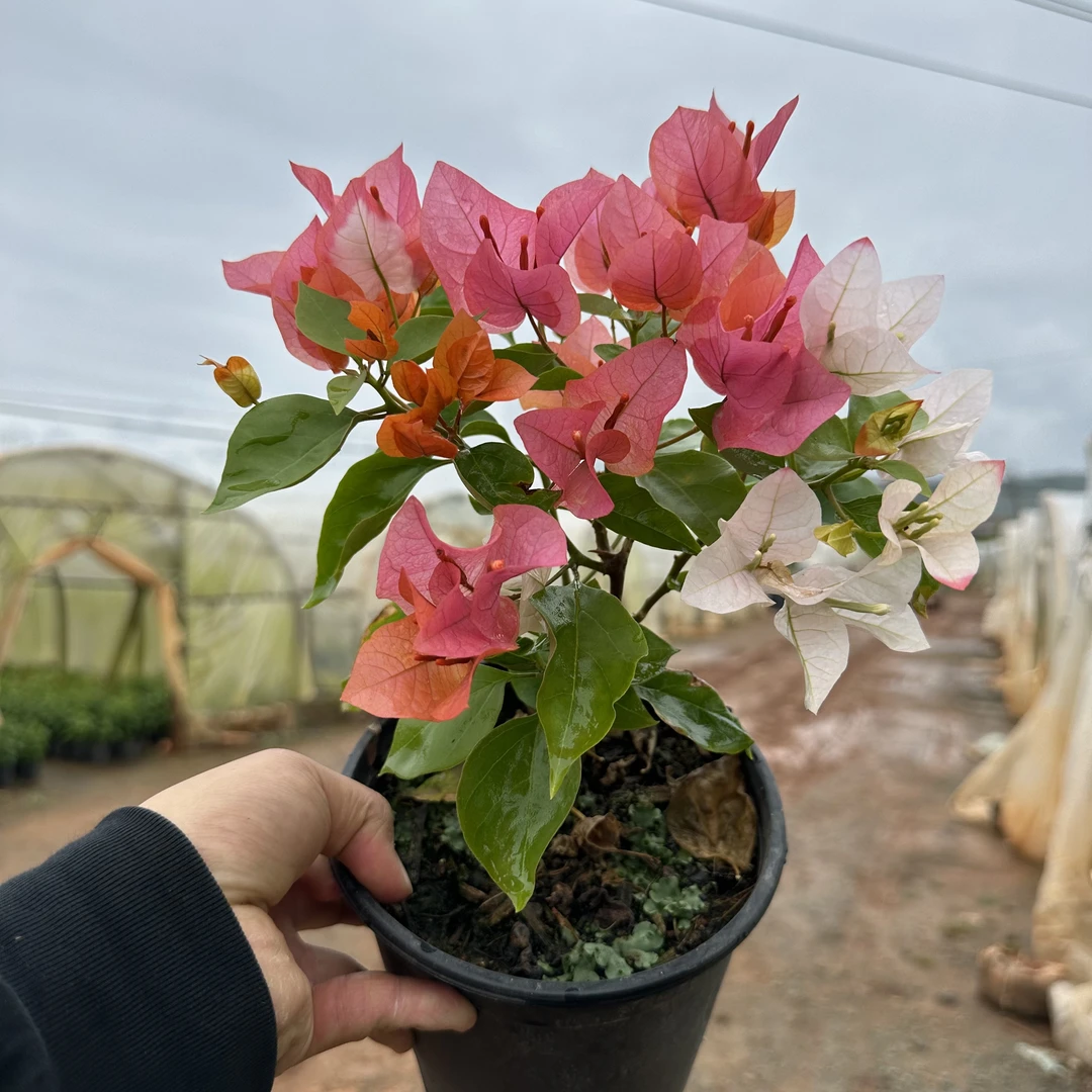 【橙口红】带花三角梅名贵勤花品种复色多变盆栽推荐原盆原土有根系