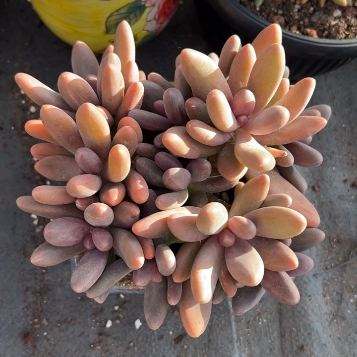 1211108 糖果美人全状态12头不售后特价