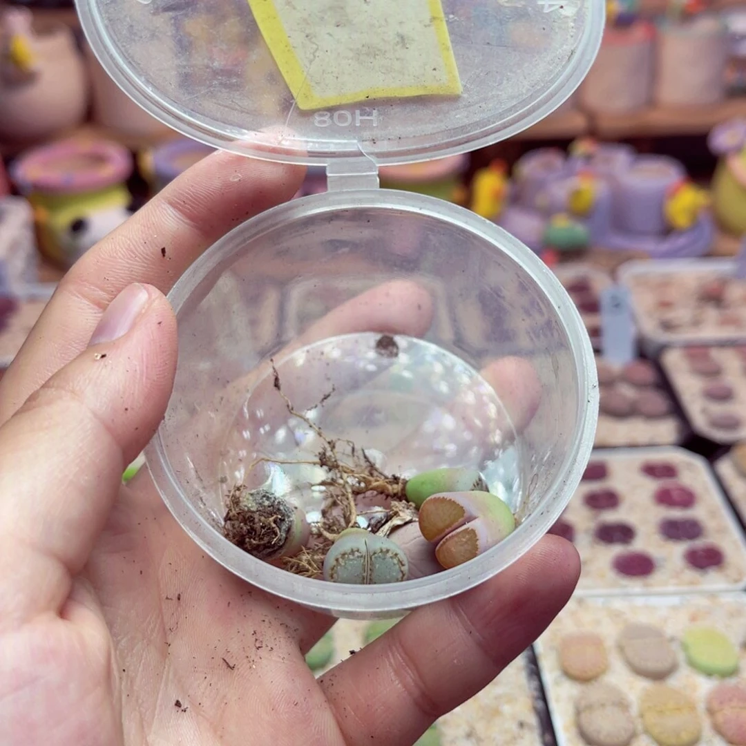 培**主2号带盆包邮发货