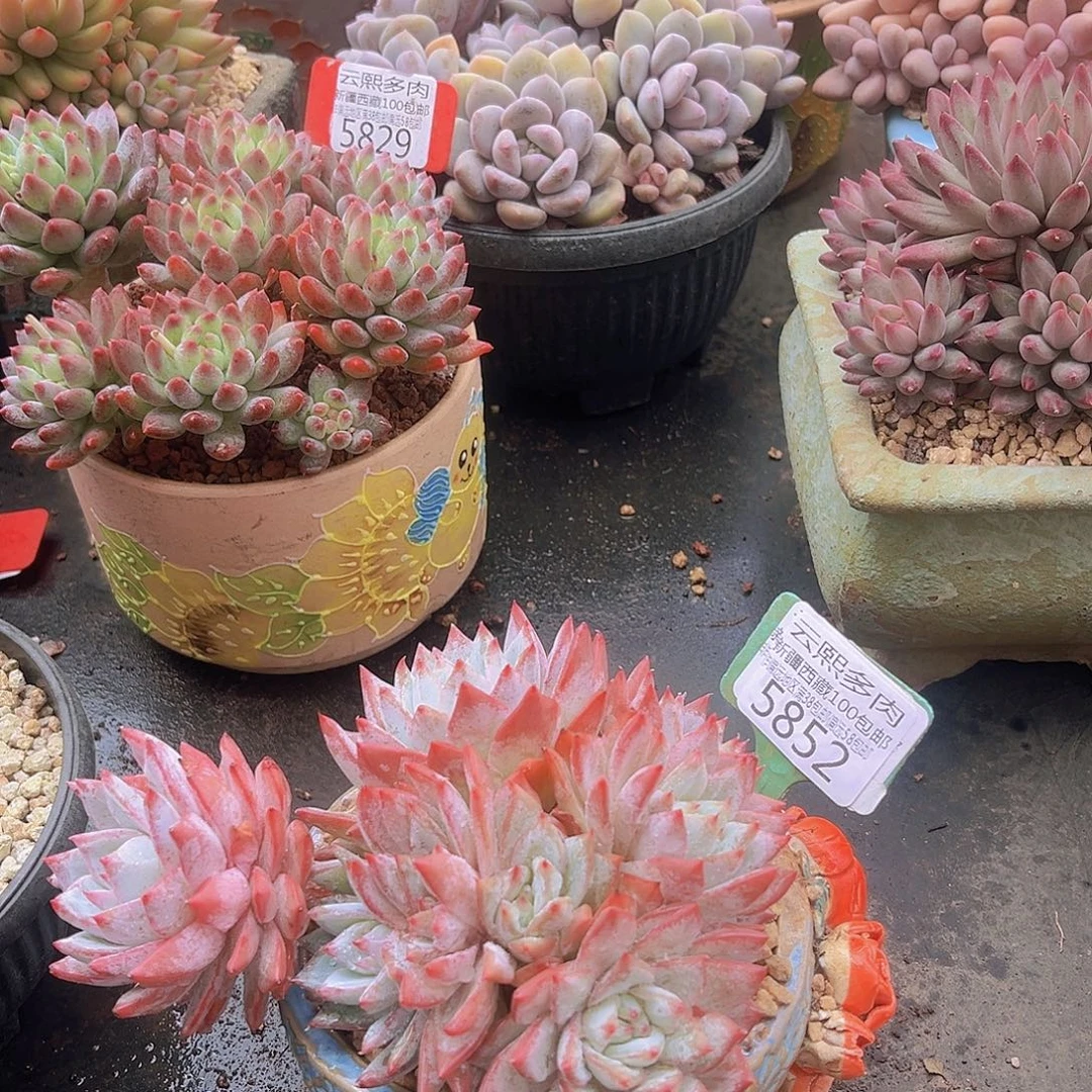 5852粉蓝鸟多肉植物