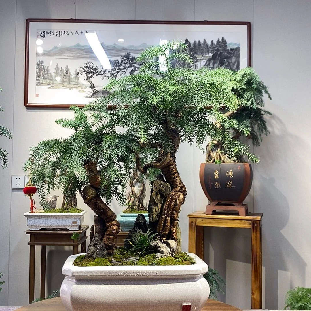 无花朵澳洲杉盆景
