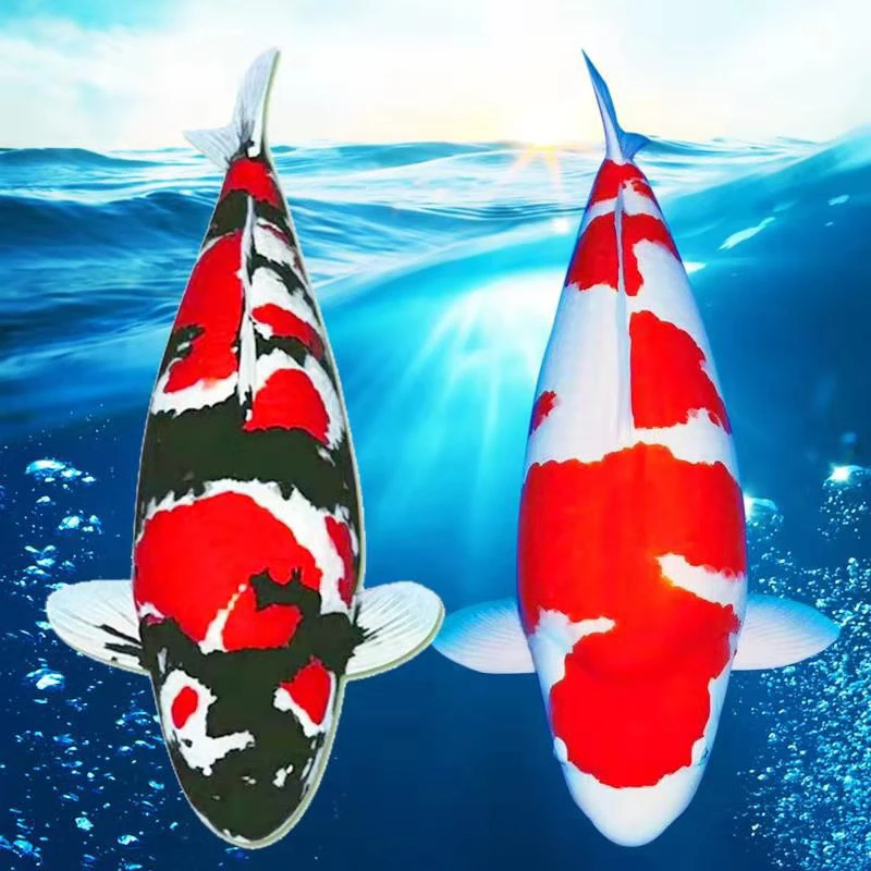 血统优质锦鲤活体鱼1