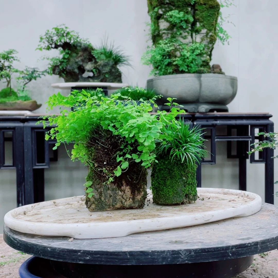 无铅玻璃水*比铁线蕨的一个分支是