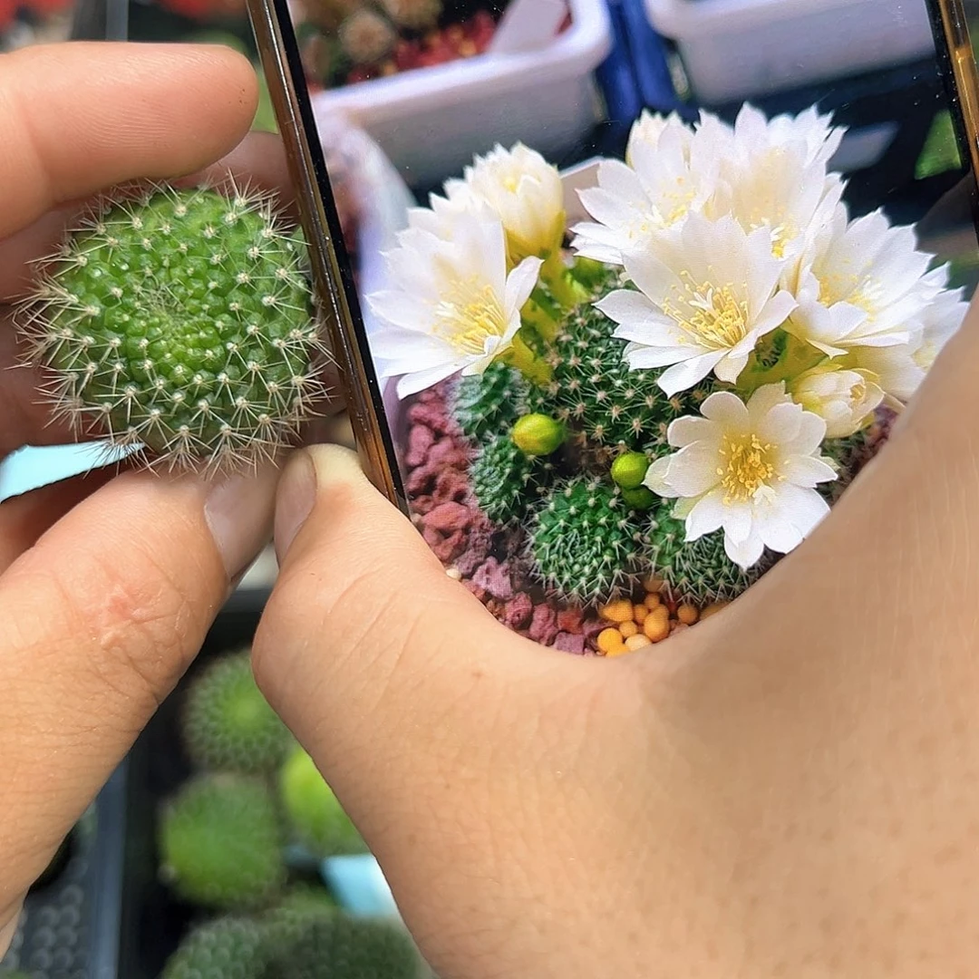 白玫瑰宝山属仙人球侧芽一颗