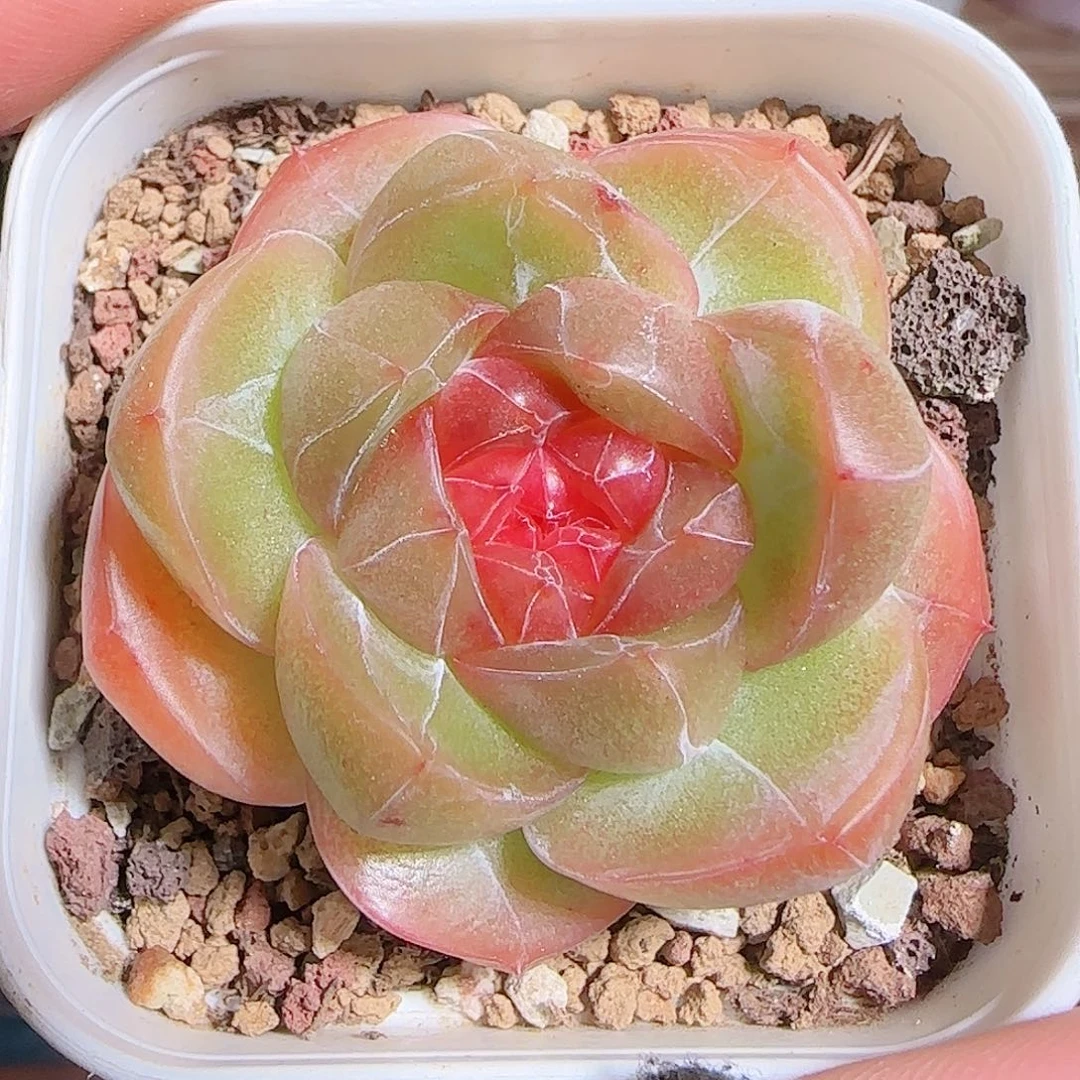 多肉1101--227钻石珍妮