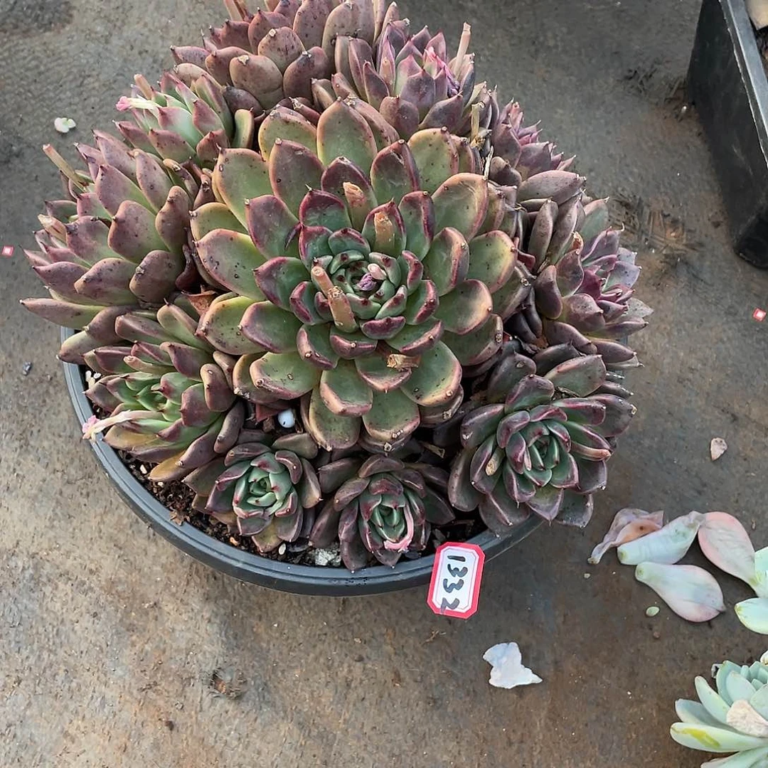 1332黑水晶 一物一拍多肉