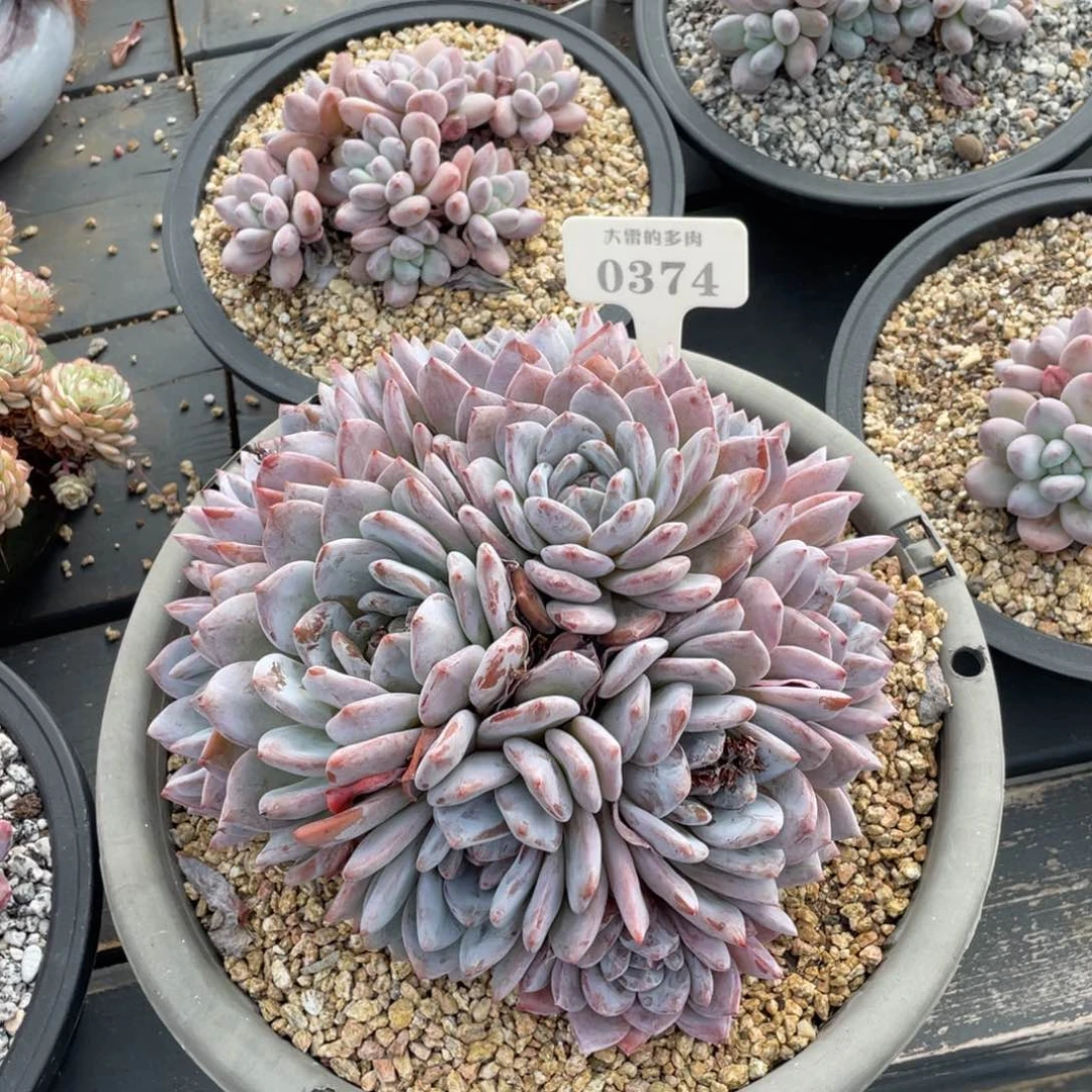 毛*妈0374橙子不带盆啦啦