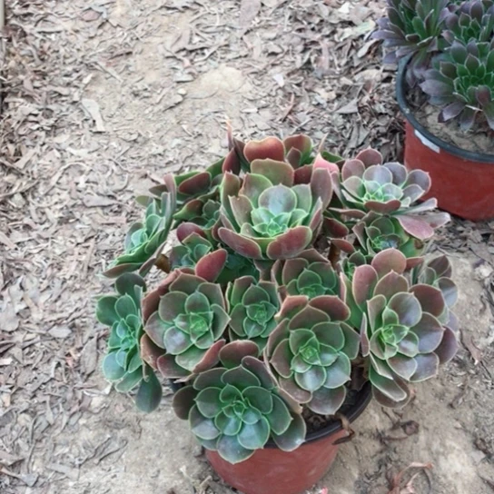 柠檬玫瑰法师多肉植物1