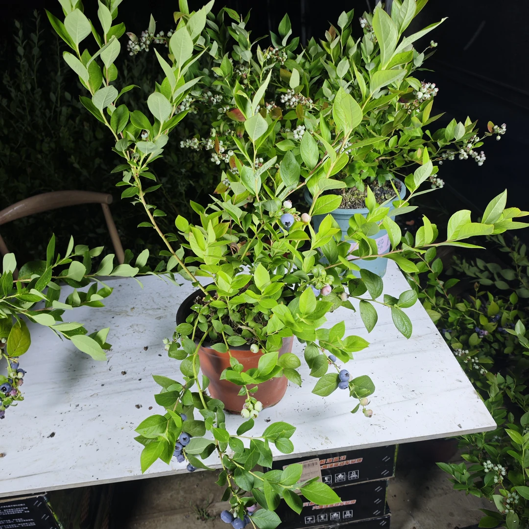 花香蓝莓盆栽清仓处理