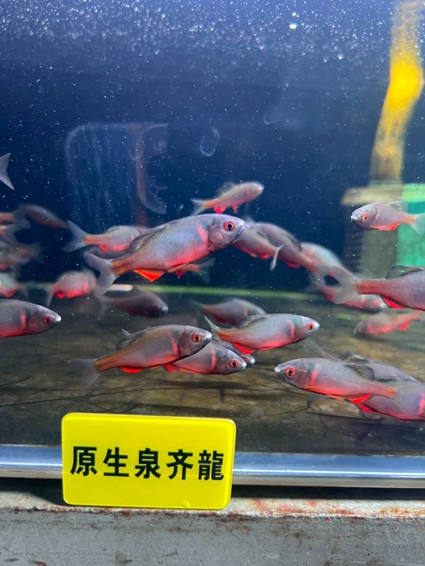 西南火山鳑鲏鱼原生态冷水观赏鱼草缸群游不加温淡水鱼