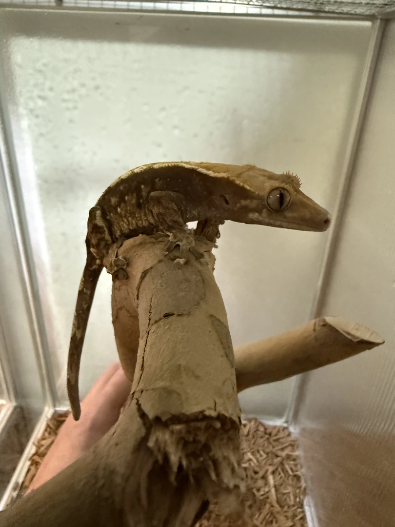 睫角守宫暴风雪het雪盲公