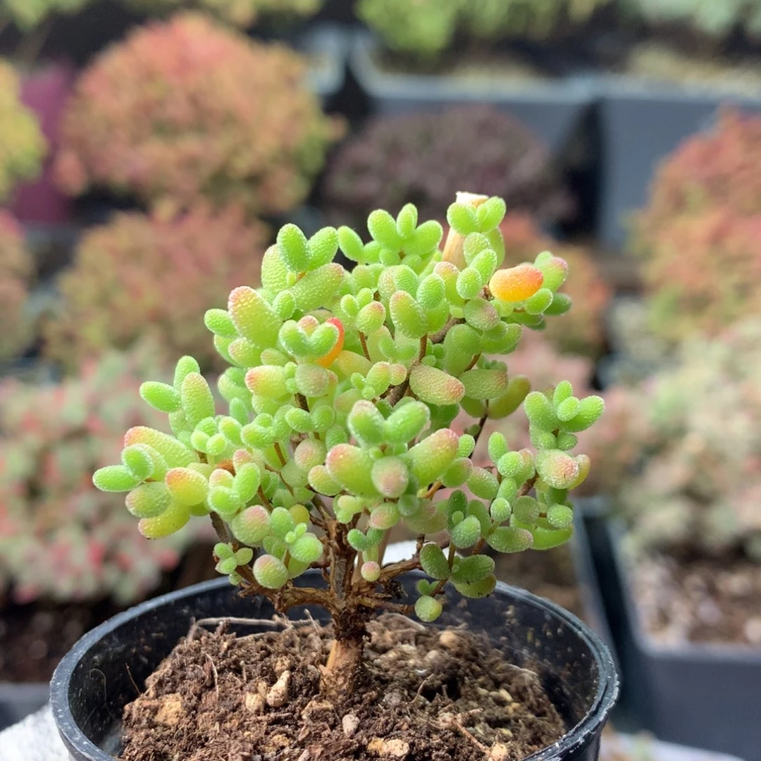 239.蜜橘糖球 。