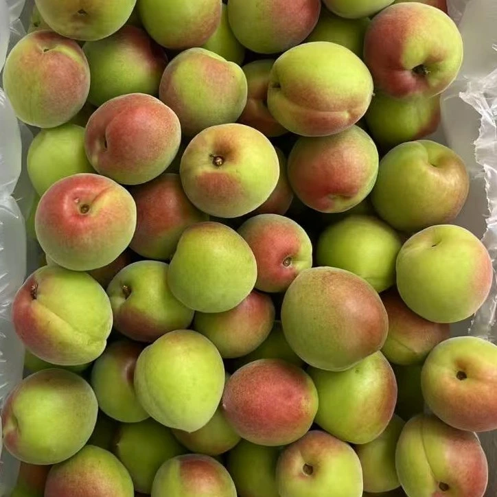 诏安青梅胭脂红梅新鲜采摘当天发货5斤