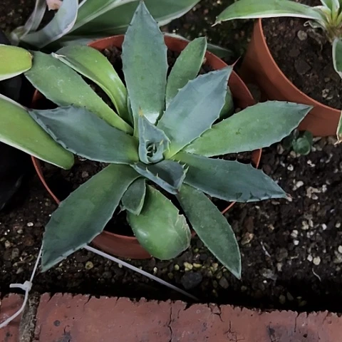天***一青蝎子龙舌兰植物