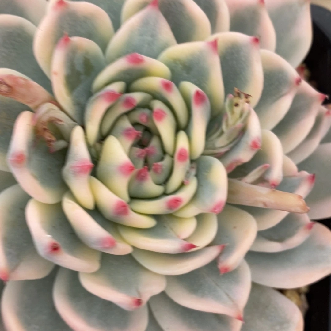 吉娃娃锦多肉植物