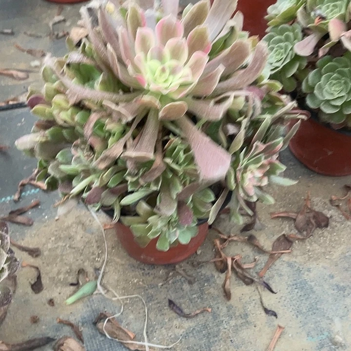 1670蒙娜丽莎法师多肉断枝不售后