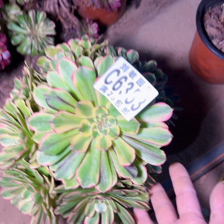 邪玫多肉植物法师6353