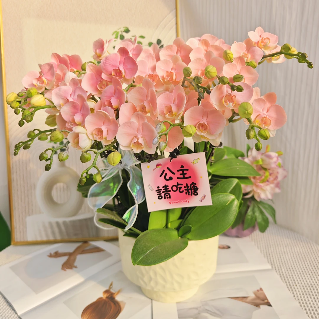 蝴蝶兰《水蜜桃》梦幻粉色系鲜花有花有花苞 新鲜绿植 艺术植料喷染