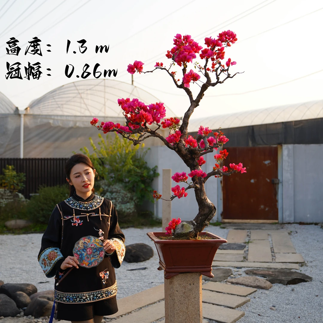 精品三角梅同安红造型盆景客厅阳台庭院盆景勤花高端老桩四季开花